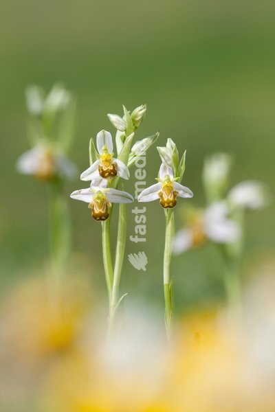 Flowering Bee Orchids,Ophrys apefera,variant chlorantha,Great Britain