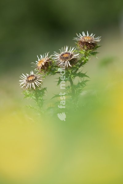 Carline Thistle,Carlina vulgaris flowering on Chalk Grassland in Great Britain