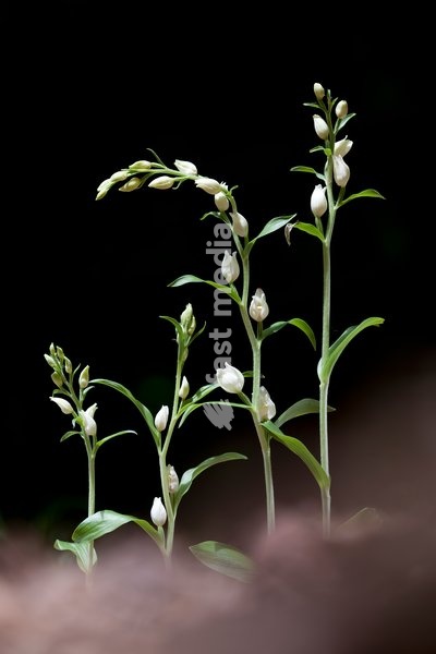 White Helleborines,Southern Great Britain
