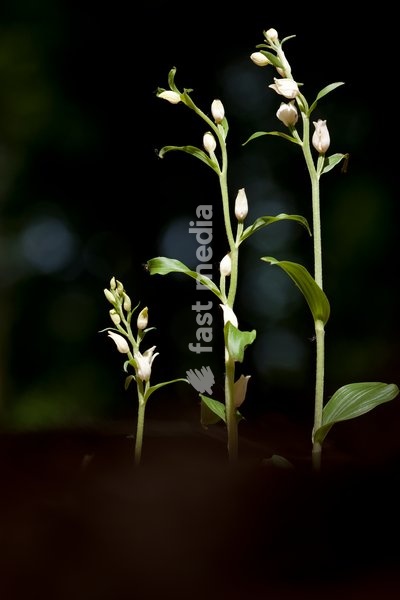 White Helleborines,Southern Great Britain