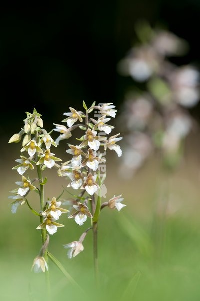 Marsh Helleborines,Epipactis palustris,Great Britain