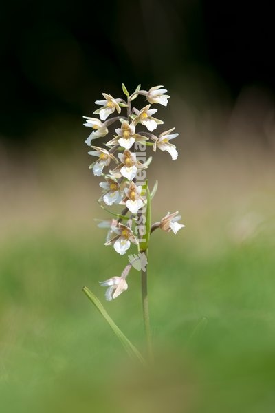 Marsh Helleborines,Epipactis palustris,Great Britain