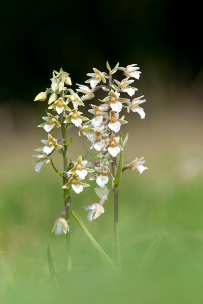 Marsh Helleborines,Epipactis palustris,Great Britain