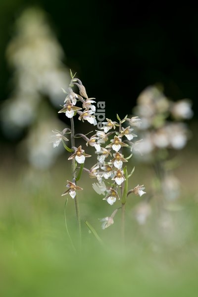 Marsh Helleborines,Epipactis palustris,Great Britain