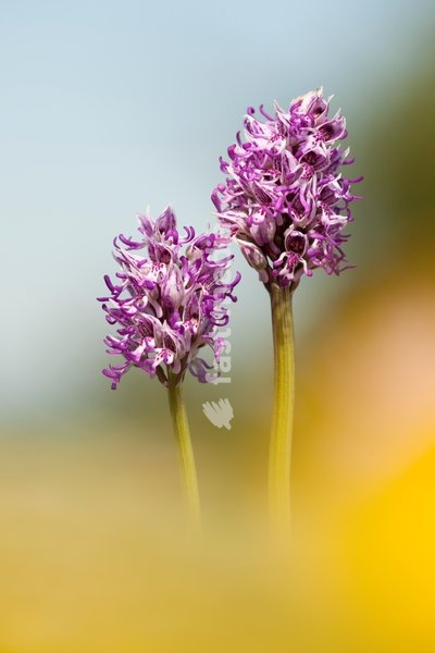Monkey Orchid,Orchis simia, Southern Great Britain