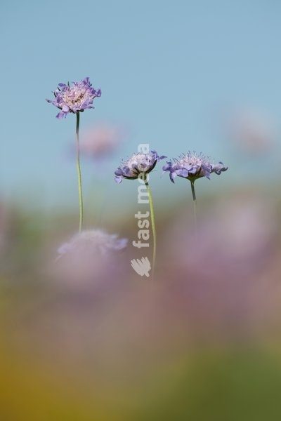 Small Scabious, Scabiosa columbaria, chalk downland, Great Britain