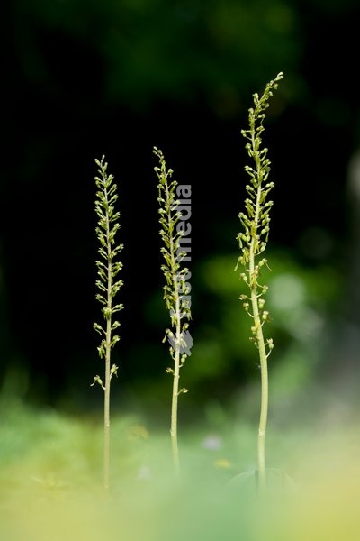 Common Twayblade,Listera ovata,Southern Great Britain