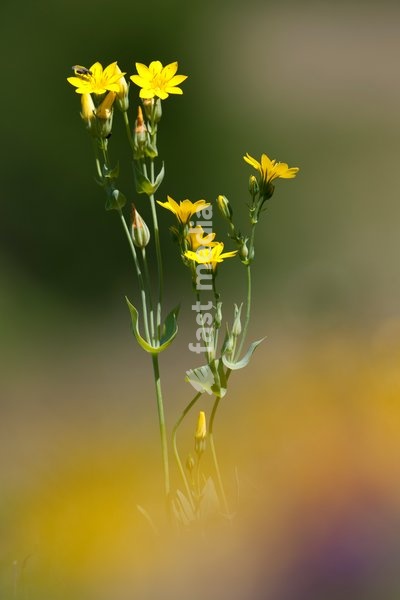 Yellow-wort,Blackstonia perfoliata,chalk downland,Great Britain