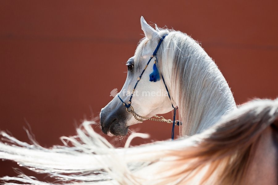 Arabian Horse. Portrait of gray stallion with its tail in foreground. Egypt