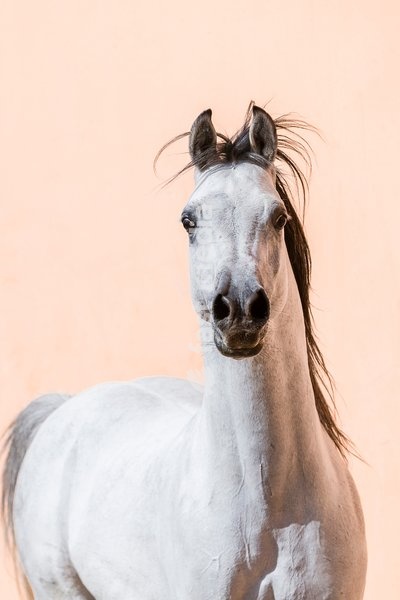 Arabian Horse. Portrait of gray stallion. Egypt