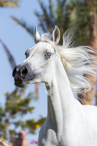 Arabian Horse. Portrait of gray mare with mane flowing. Egypt