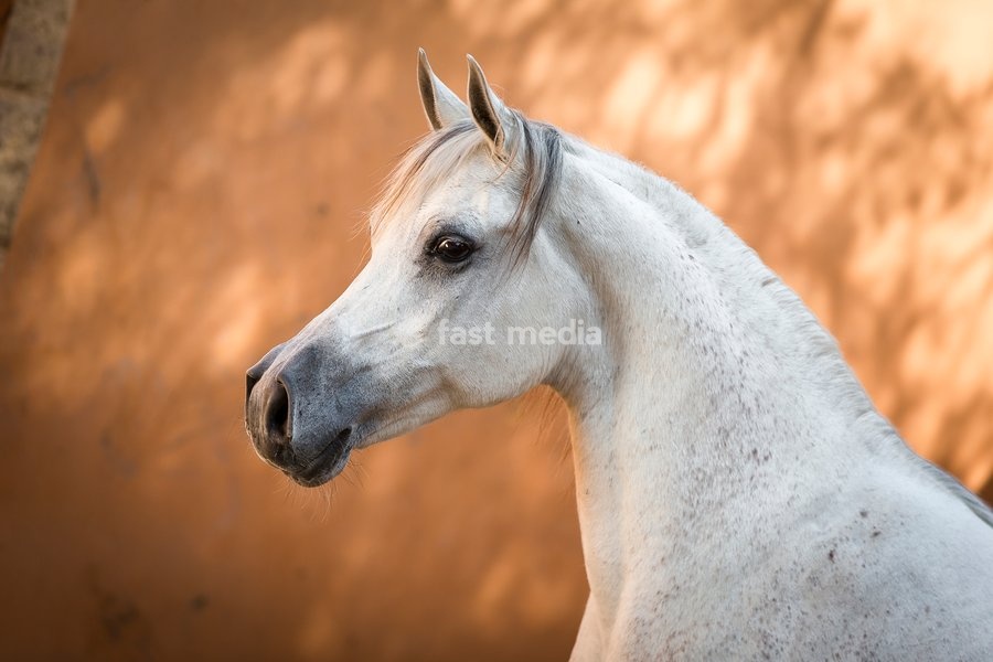 Arabian Horse. Portrait of gray mare. Egypt