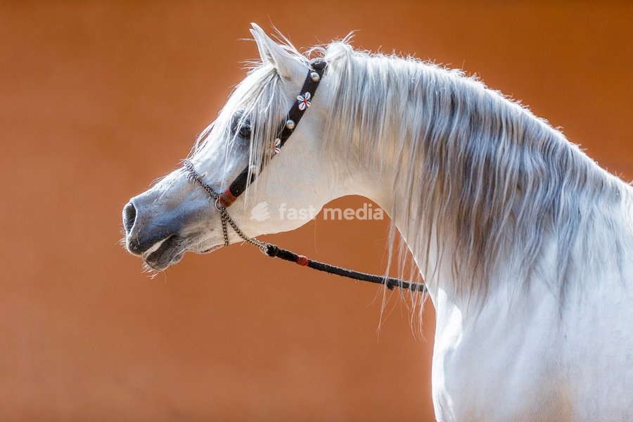 Arabian Horse. Portrait of gray stallion with traditional halter. Egypt