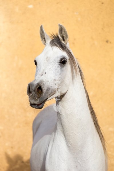 Arabian Horse. Portrait of gray stallion. Egypt