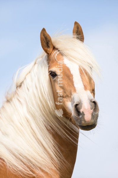 Haflinger Horse. Portrait of chestnut gelding. Germany