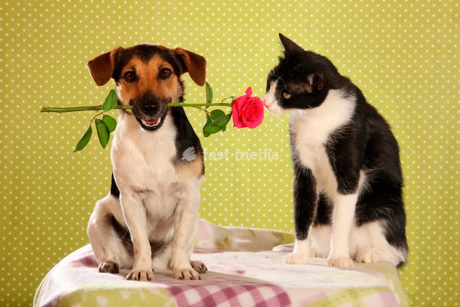 Jack Russell Terrier. Adult dog wearing a red rose in its mouth sitting next to a domestic cat. Spain