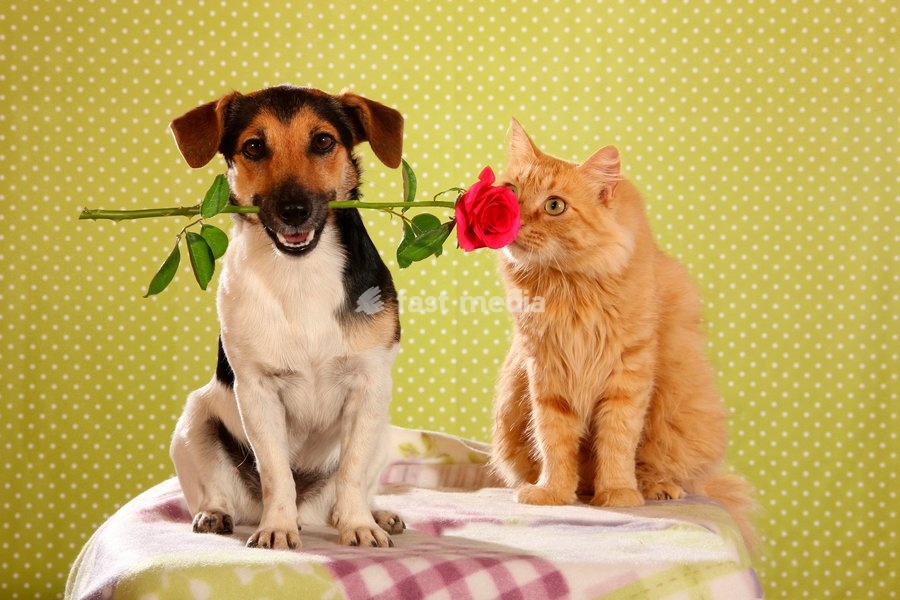 Jack Russell Terrier. Adult dog wearing a red rose in its mouth sitting next to a domestic cat. Spain