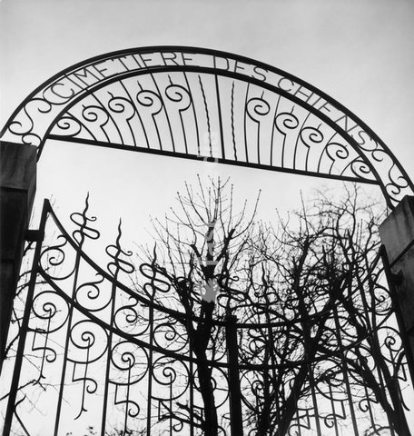 Asnières-sur-Seine (Dép. Hauts-de-Seine, France), Ile des Ravageurs, Cimetière des chiens (dog cemetery, opened in 1899). Iron gate to the cemetery. Photo, 1950s