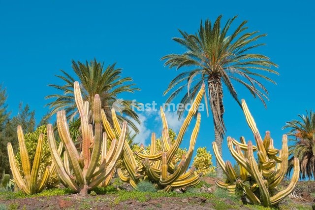 Fuerteventura, La Lajita, Oasis Park, Kakteen im Botanischer Garten