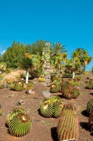 Fuerteventura, La Lajita, Oasis Park, Kakteen im Botanischer Garten
