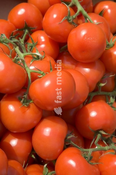 Bunch of red tromatoes on sale in market . Shoreham-by-Sea