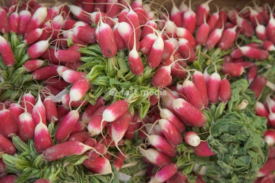 Bunches of radishes for sale in market. Shoreham-by-Sea