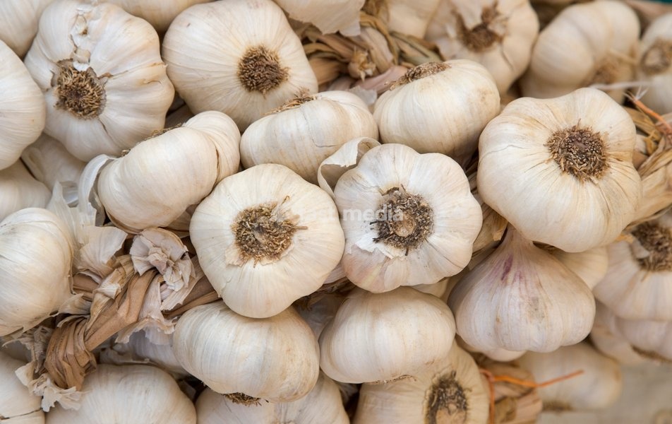 Bunches of garlic bulbs for sale in market. Shoreham-by-Sea