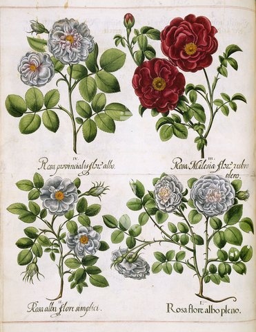 White and red rose, I. Rosa Flore albo pleno, II. Rosa Flore albo simplici. III. Rosa milesia. IV. Rosa provincialis flore albo. Image taken from Hortus Eystettensis, sive diligens et accurata omnium plantarum, florum, stirpium, ex variis orbis terr' partibus, singulari studio collectarum,…