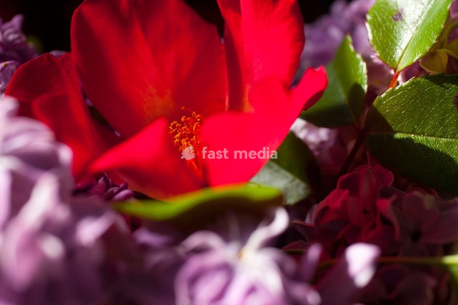 Rose, Rosa, Detail of red coloured flower growing outdoor showing stamen
