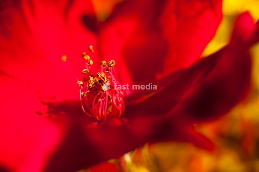 Rose, Rosa, Detail of red coloured flower growing outdoor showing stamen