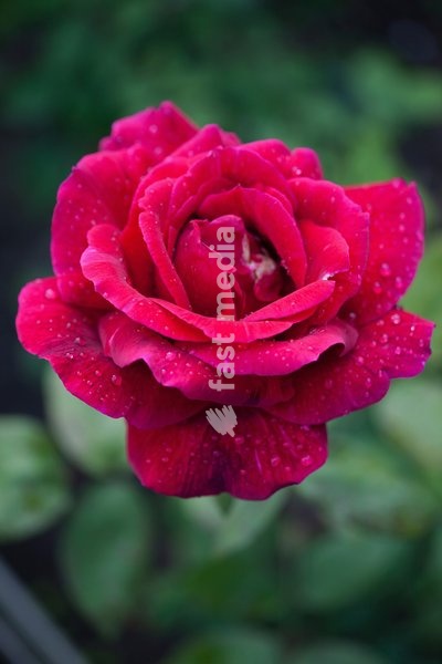 Rose, Rosa, Close up of red coloured flower growing outdoor showing pattern of petals