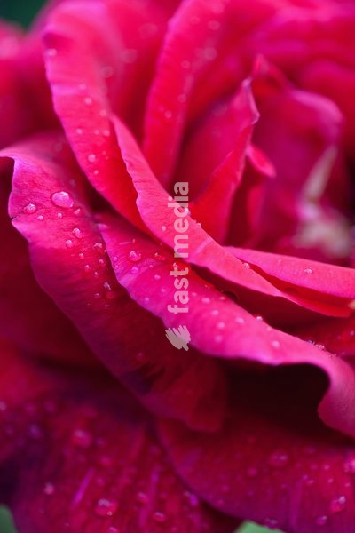 Rose, Rosa, Close up of red coloured flower growing outdoor showing pattern of petals