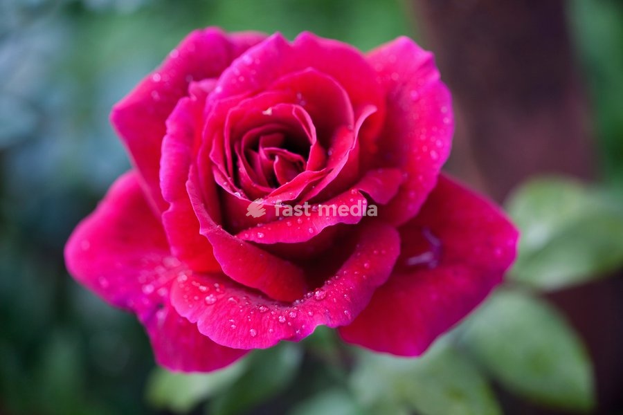 Rose, Rosa, Close up of red coloured flower growing outdoor showing pattern of petals