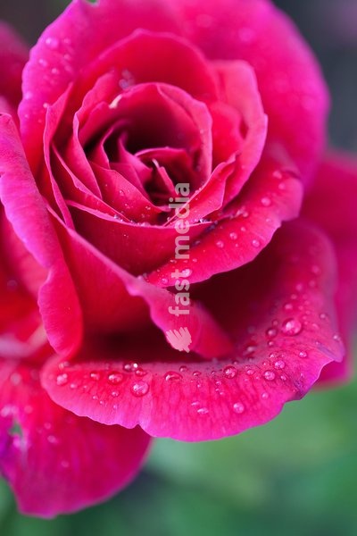 Rose, Rosa, Close up of red coloured flower growing outdoor showing pattern of petals