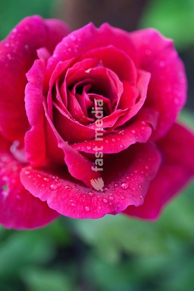 Rose, Rosa, Close up of red coloured flower growing outdoor showing pattern of petals