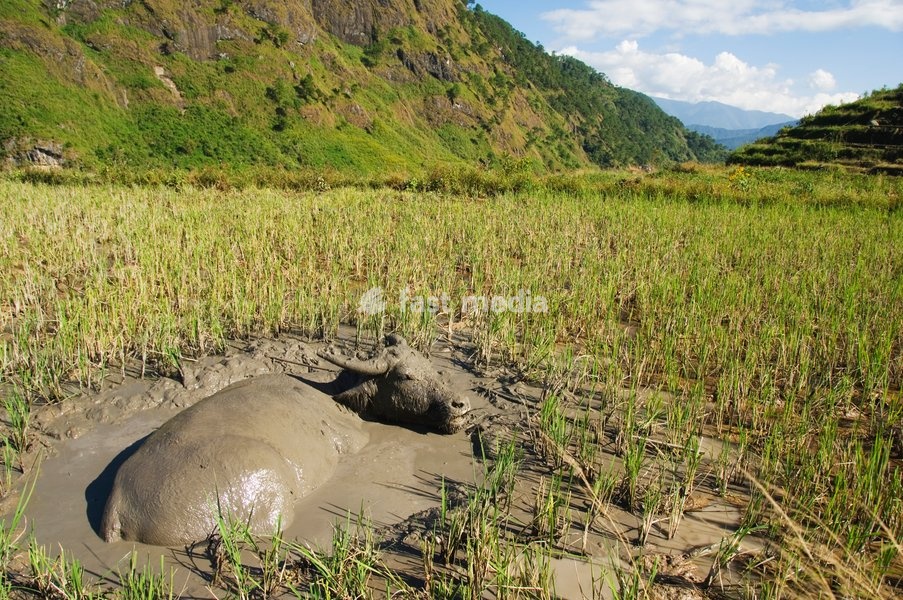 Water buffalo in mud pool in rice field, Sagada Town, The Cordillera Mountains, Benguet Province, Luzon, Philippines, Southeast Asia, Asia