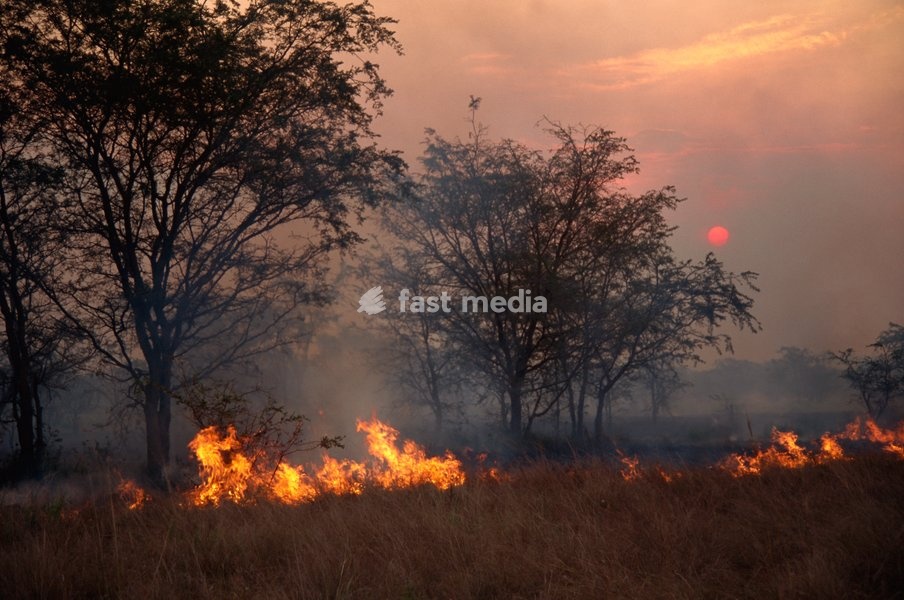 Burning the stubble, wind blown fire at sunset, Uganda, East Africa, Africa