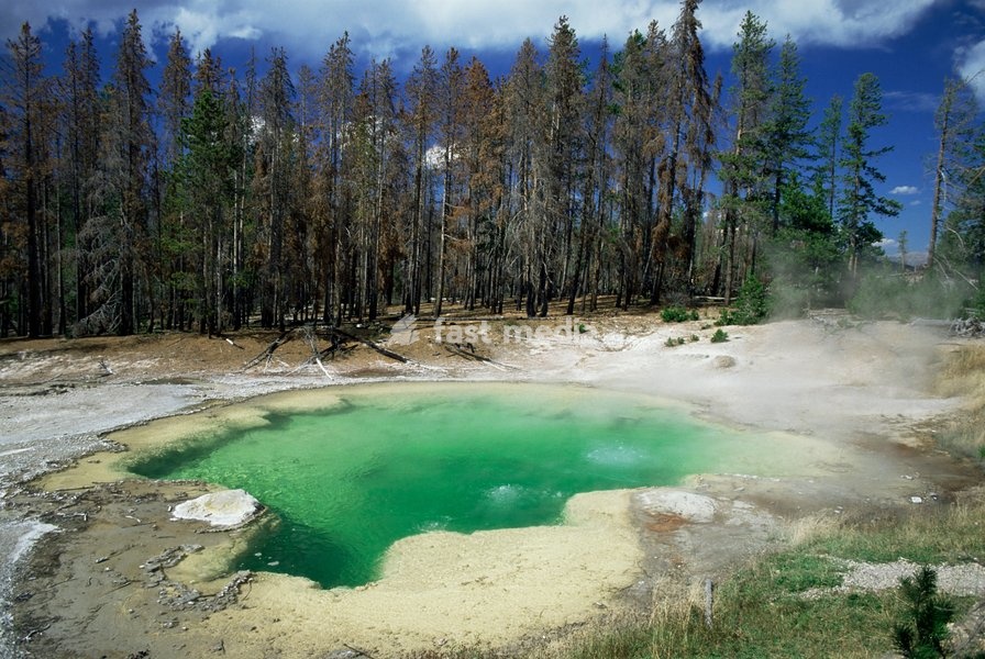 Emerald Spring, a hot volcanic pool at Norris Geyser Basin, the green colour caused by blue water and yellow sulphur, Yellowstone National Park, UNESCO World Heritage Site, Wyoming, United States of America (U.S.A.), North America