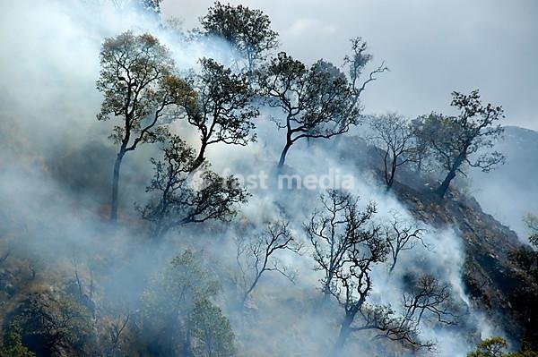 Forest fire trees with smoke Jagat Annapurna Region Nepal