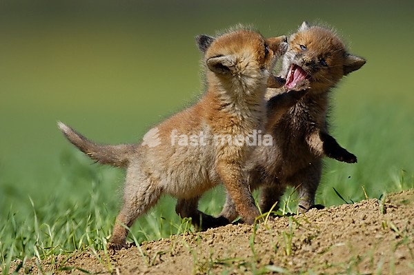 Playing young red foxes (Vulpes vulpes)