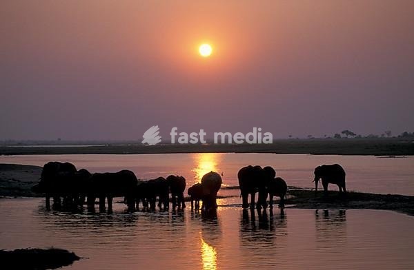 Herd of African Bush or Savanna Elephants (Loxodonta africana) waterhole at sunset