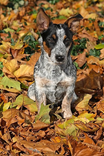 Smooth Fox Terrier Cattle Dog-Jack Russell hybrid, lying on autumn leaves