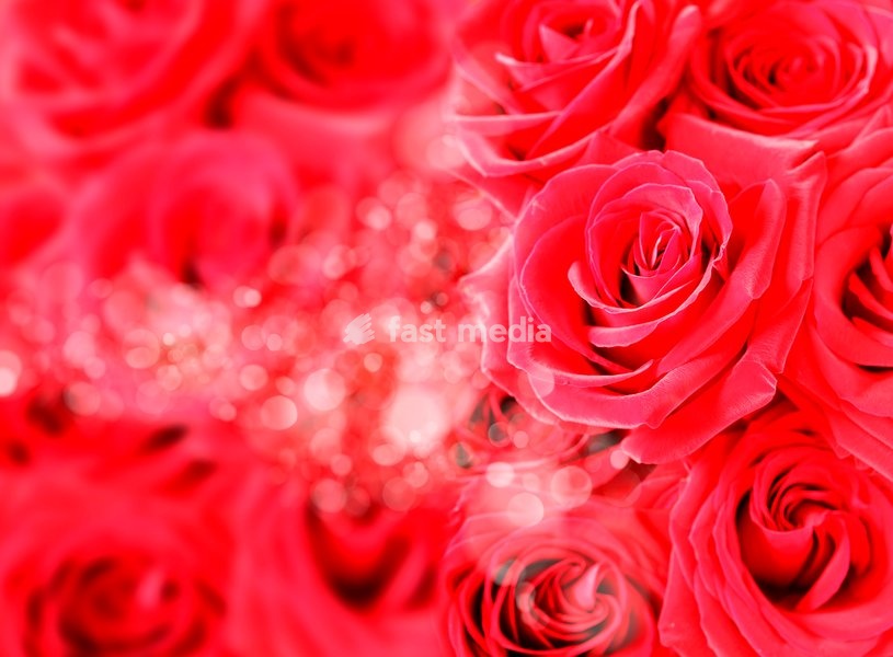 Red roses with bokeh, flower bright background