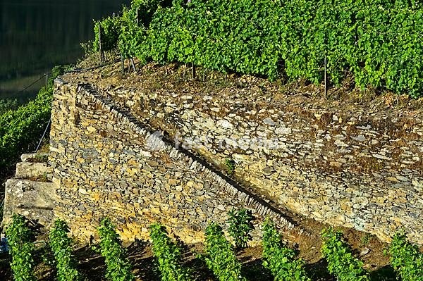 Dry stone walls in the Höllen Valley vineyard, Vale do Inferno, Quinta de la Rosa winery, Pinhao, Douro Valley, Portugal