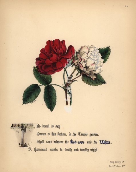 Red-rose and White rose (King Henry VI). Handcoioured botanical illustration drawn and lithographed by Jane Elizabeth Giraud from The Flowers of Shakespeare, Day and Haghe, London, 1845