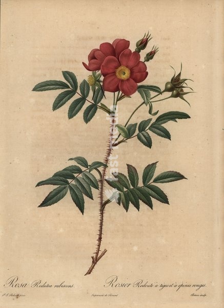 Red rose, Rosa redutea rubescens, Rosier Redoute a tiges et a epines rouges. Stipple copperplate engraving by Rosine-Antoinette Bessin handcoloured a la poupee after a botanical illustration by Pierre-Joseph Redoute from the first folio edition of Les Roses, Firmin Didot, Paris, 1817