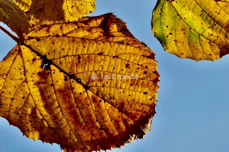Pretty autumnal colours on a sunny day along The River Thames