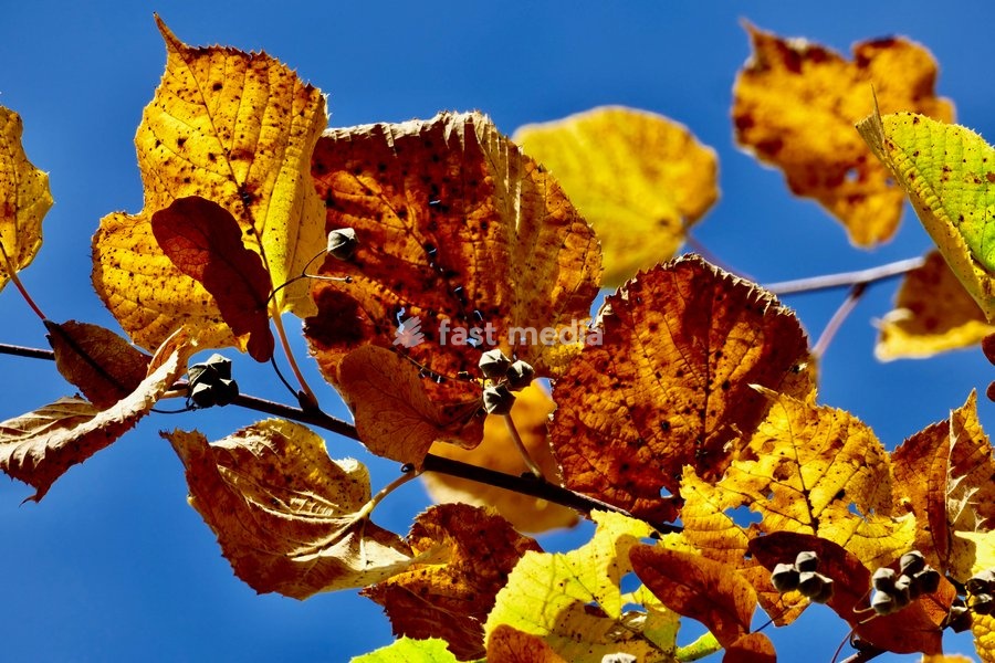 Pretty autumnal colours on a sunny day along The River Thames