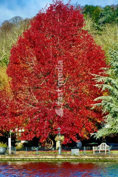 Pretty autumnal colours on a sunny day along The River Thames