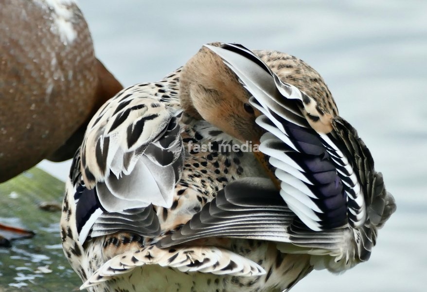 A duck preens itself by the river on a dull afternoon